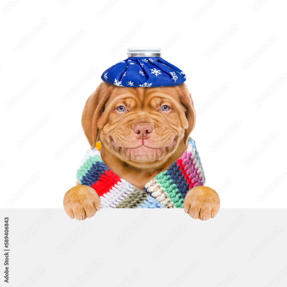 Aufkleber smiling sick puppy wearing warm scarf holds ice bag or ice pack on his head and looks above empty wh