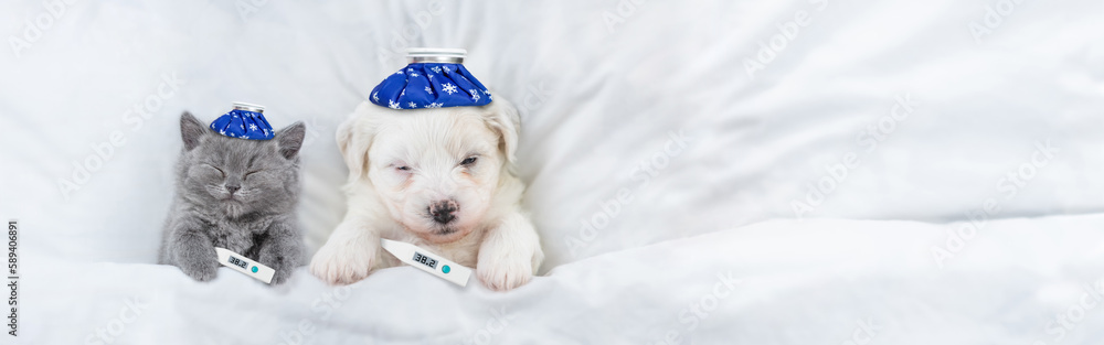 Poster sick kitten and bichon frise puppy sleep with thermometers and with ice bags or ice packs on it head