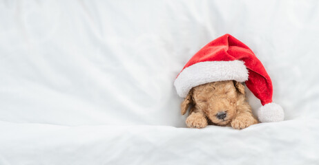 Tiny Toy Poodle puppy wearing red santa hat sleeps under white warm blanket on a bed at home. Top down view. Empty space for text