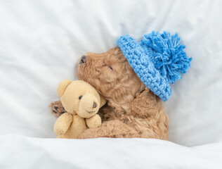 Tiny Poodle puppy wearing warm hat sleeps under  white blanket on a bed at home and hugs favorite toy bear. Top down view