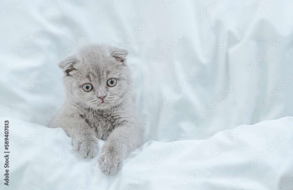 Poster Cozy fold kitten lying under white blanket on a bed at home and looks up. Top down view. Empty space for text