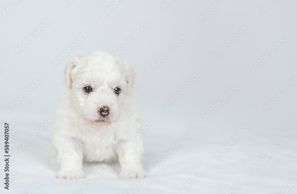 Aufkleber tiny bichon frise puppy sits on a bed at home. empty space for text