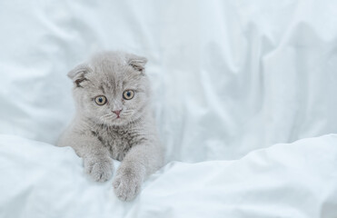 Cozy fold kitten lying under white blanket on a bed at home and looks up. Top down view. Empty space for text