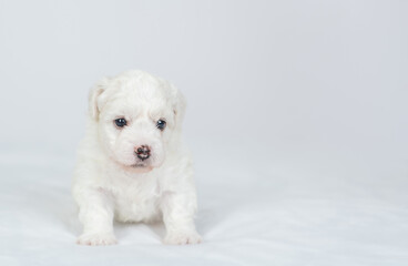 Tiny Bichon Frise puppy sits on a bed at home. Empty space for text