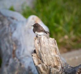 A phoebe resting on a log
