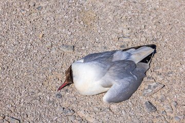 Black-headed gull lying dead on the ground probably from the bird flu