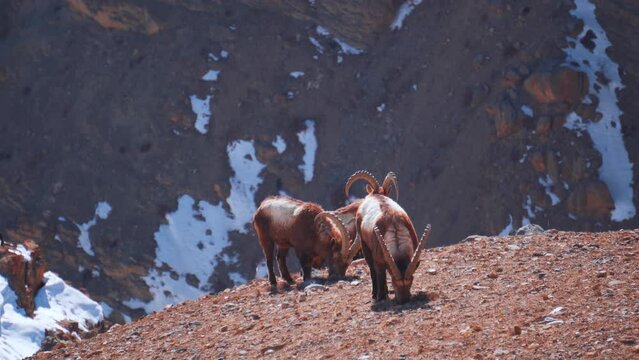 4K shot of Himalayan Ibex goats grazing on top of the mountain at Chicham village, Spiti Valley, India during winter. Group of Ibex on snowy mountains of Indian Himalaya. Wildlife of Spiti Valley.