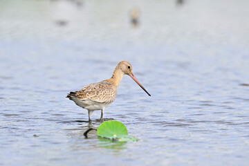 オグロシギ幼鳥
