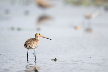 オグロシギ幼鳥