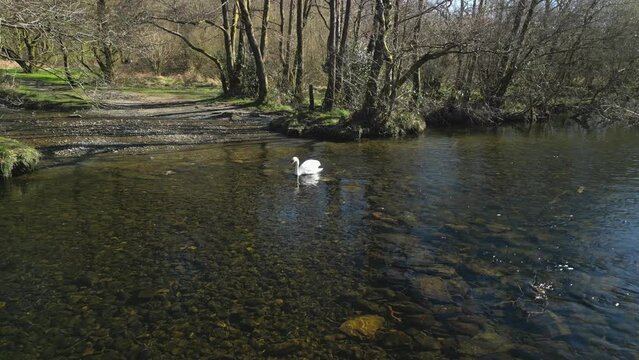 Slow motion swan swimming on River Rothay near Rydal Water in the English Lake District Cumbria