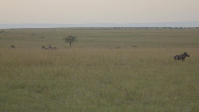A warthog on the plains of the Masai Mara stays vigilant for any predators.