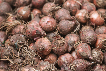 Lampascioni, lampagioni or bulbs of Leopoldia comosa in a market, is a gastronomic specialty of the Italian regions of Basilicata and Puglia or Apulia, Italy