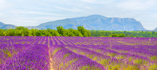 Naklejka na ściany i meble Field of lavender flowers in full bloom and lonely house at horisont. colorful beautiful inspiring landscape and summer background. Meadow of lavender. Valensole France, Provence-Alpes-Cote d'Azur