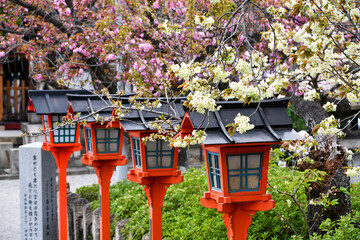 京都 六孫王神社の灯籠と桜