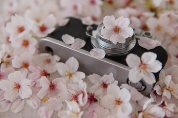 Obraz na płótnie Canvas 桜の花に囲まれたカメラ