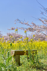 桜と菜の花と青空