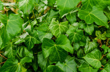 green ivy leaves background