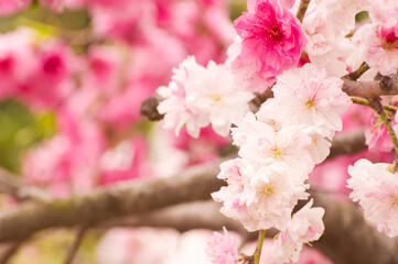 ピンク色のサトザクラの花