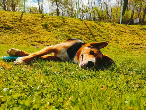dog in the park