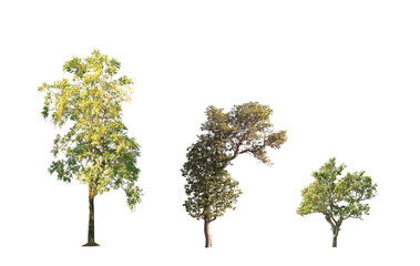 Fototapeta na wymiar Set of tree isolated on white background.