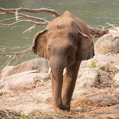 Fototapeta premium one elephant in the zoo