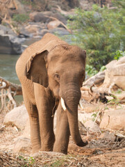 Naklejka premium one elephant in the zoo