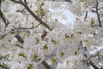 blooming tree with bird