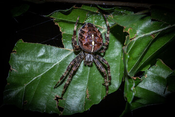 Spider on leaf