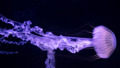 jellyfish in aquarium © Radek