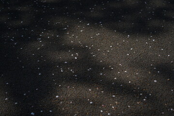 Sakura flower pedal fall on the ground