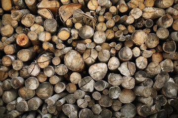 Crack tree trunk pattern with various size