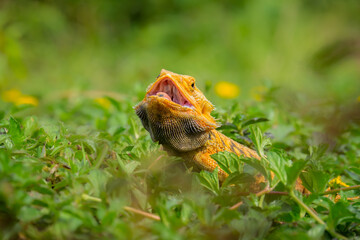 iguana sunbathing on the grass