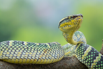 snake lifting its head
