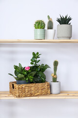 Fototapeta premium Cozy hobby - growing indoor plants at home