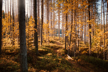 Footpath leading through autumn forest