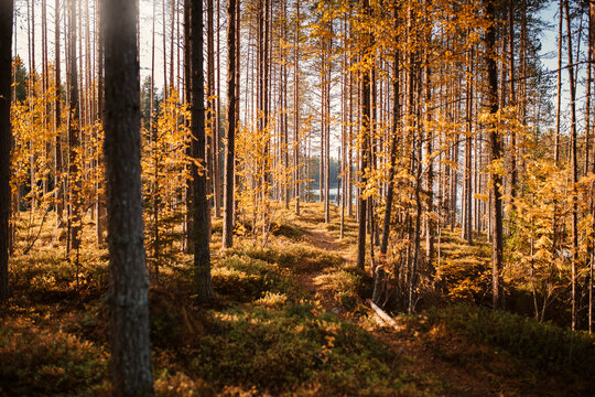 Footpath leading through autumn forest