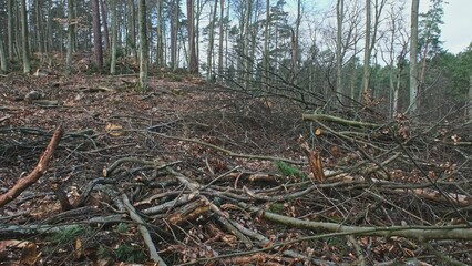 Broken Tree Branches and Wood Shavings Scobs in Forest Destroyed by Lumberjack Industrial...