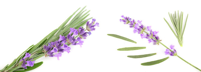 Twig of lavender with leaf isolated on a white background. Top view. Flat lay pattern
