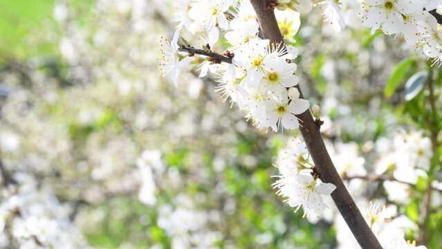  Blackthorn blossom in spring in Germany with camera drive