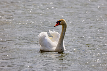 Fototapeta premium the swan on the water on a sunny winter day