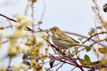Corn bunting bird perched on a twig in a bush