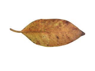 Isolated old and dried leaves of ficus benjamina with clipping paths.
