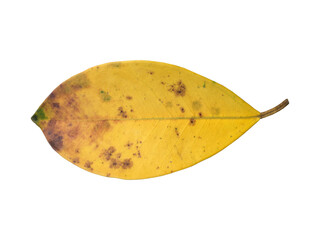 Isolated old and dried leaves of ficus benjamina with clipping paths.