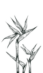 Bird of paradise flower drawing illustrations 