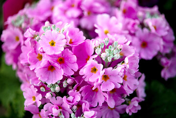Pretty pink flowers