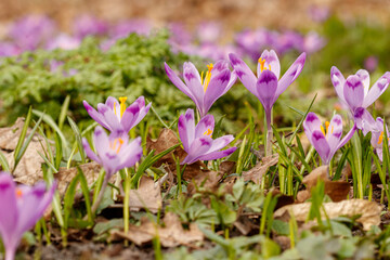 Purple beautiful blooming crocuses in spring against the background of grass