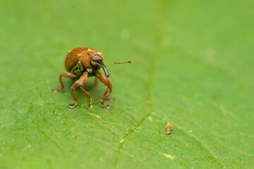 beetle ( curculio glandium ) on leaf
