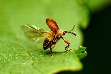 beetle ( curculio glandium ) on leaf © Maciej