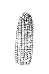 Corn vector illustration. Hand drawn on a white background. Summer vegetables engraved style illustration. Great for labels, posters, prints.