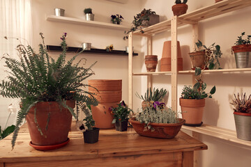 Fototapeta na wymiar Houseplants and clay pots ready for new plants at home.